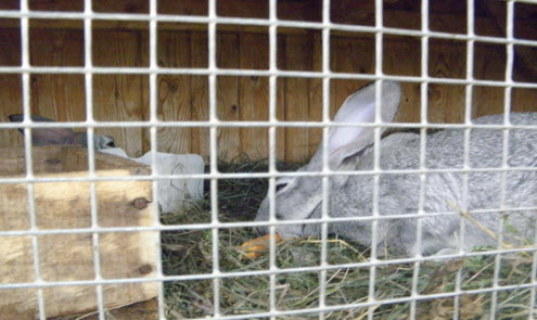 кролик в клетке