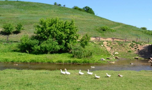 утки, речка, кудыкина гора