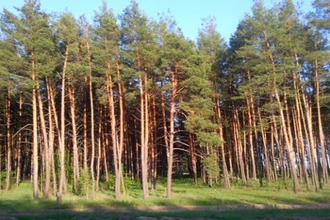 сосны, вид с трассы р188
