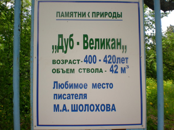 информация про самый старый дуб