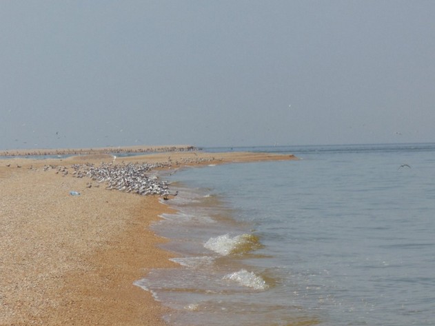 поездка на азовское море птичий остров