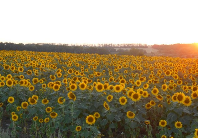 подсолнухи на дороге