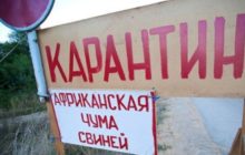 африканская чума в поселке пески