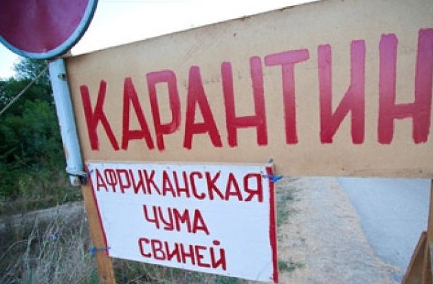 африканская чума в поселке пески