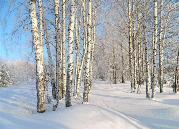 Где зимой теплее в ельнике или в березовой роще